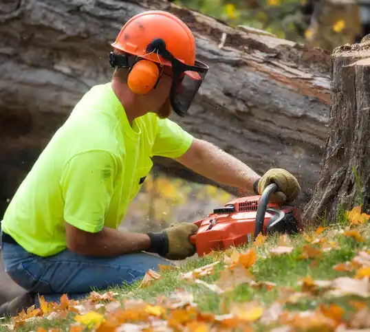 tree services Hill City